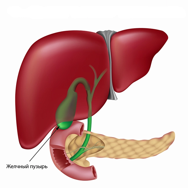 печень желчный пузырь