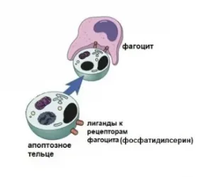 фагоциты удаляют апоптотическую клетку