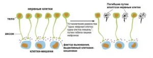 гибель лишних невронов