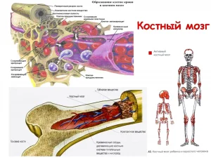 костный мозг