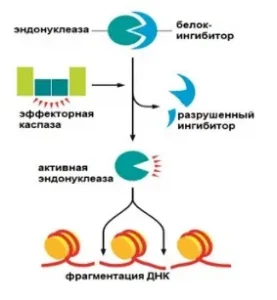 разрушение каспазой эндонуклеазы