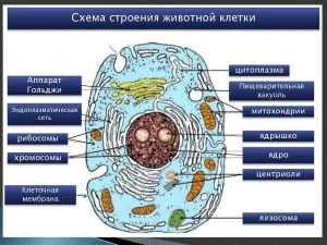 строение животной клетки2