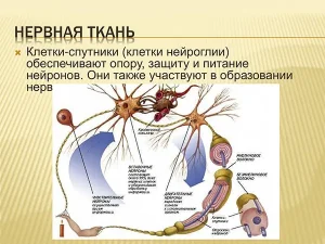 нервная ткань