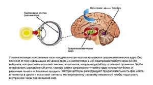 biologicheskije ritmi4