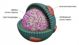 lipoprotein