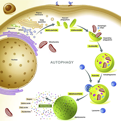 autofagia2