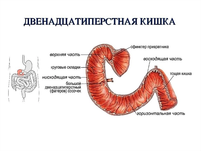 12п.кишка