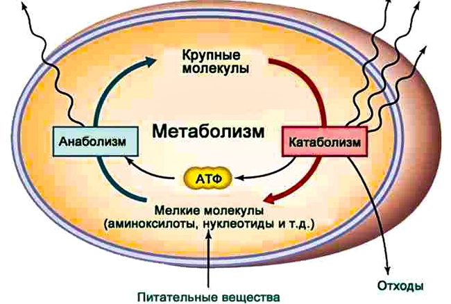 анаболизм катаболизм