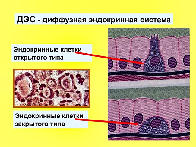 диффузная эндокринная система