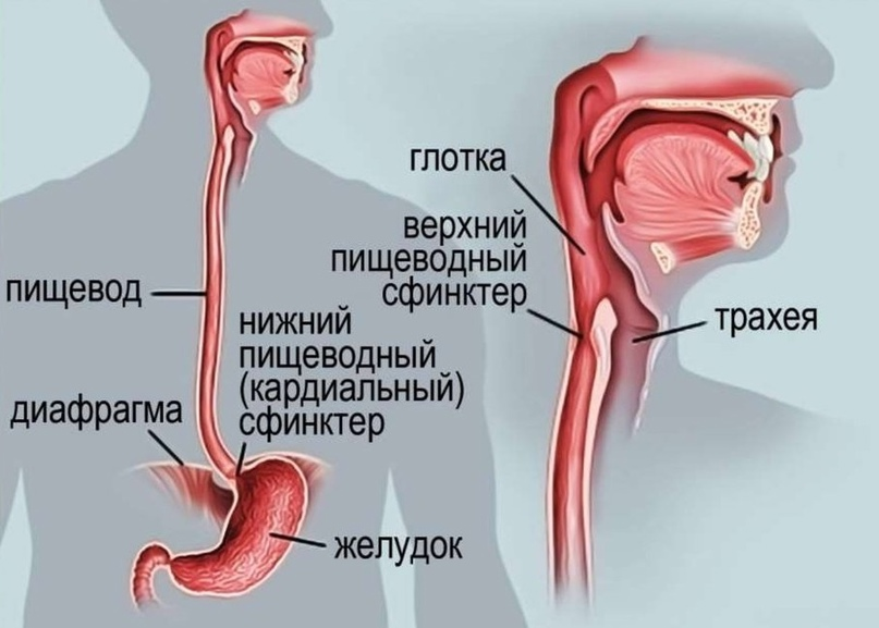 глотка и пищевод