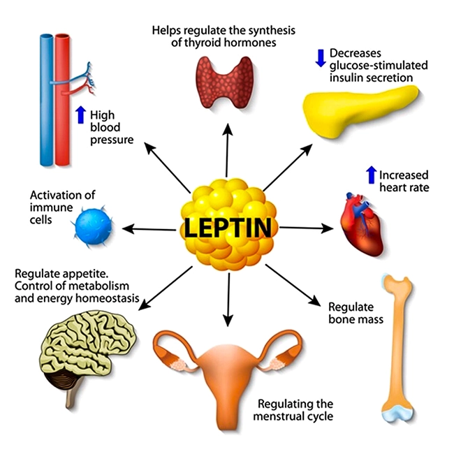 leptin-