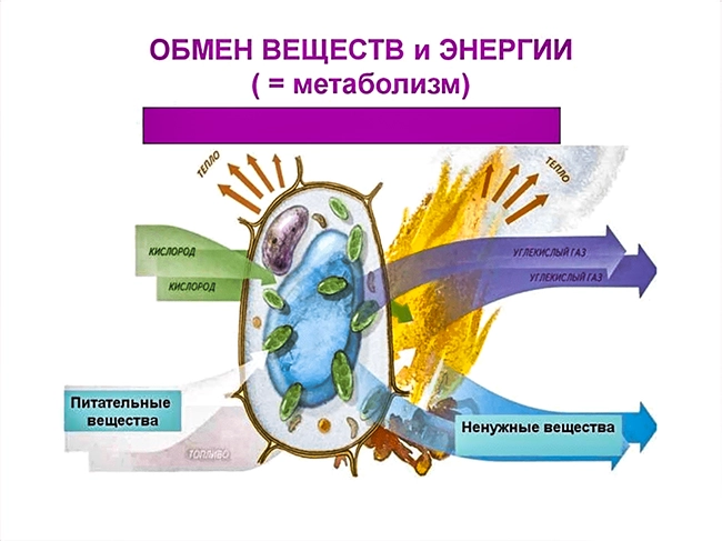 обмен веществ и энергии