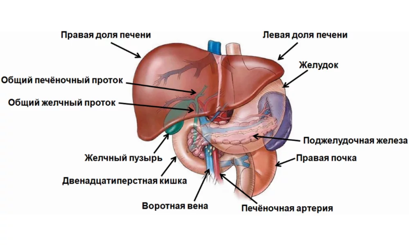 печень