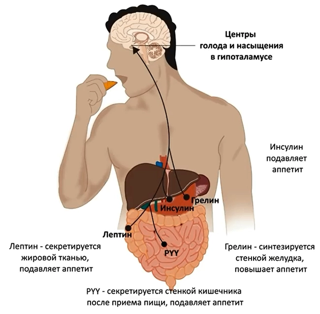 пищевой центр в гипоталамусе