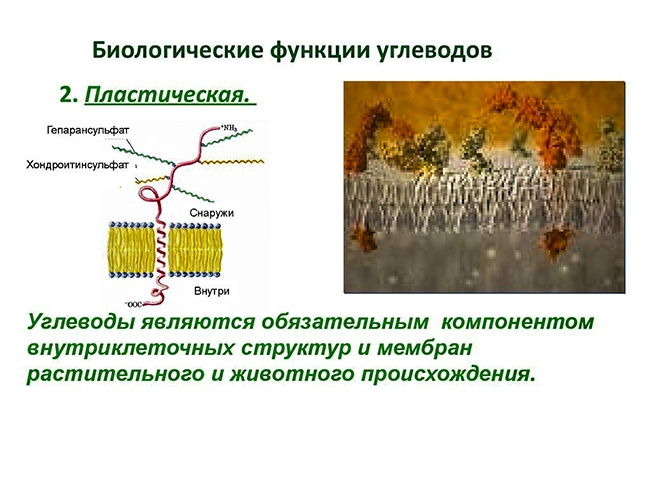 пластическая функция углеводов