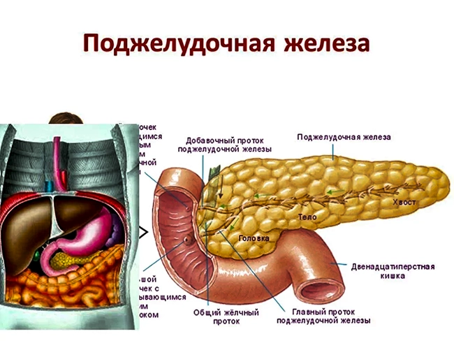 поджелудочная железа