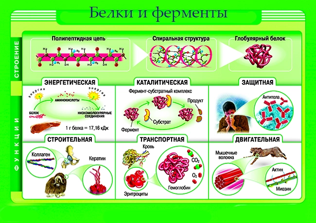 роль белков в организме