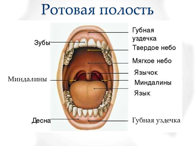 ротовая полость