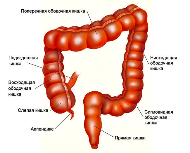 толстый кишечник