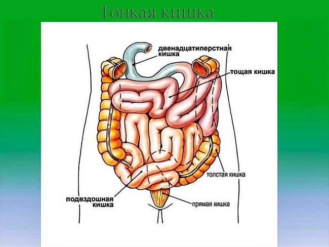 тонкая кишка
