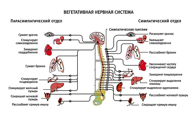 вегетативная нервная система